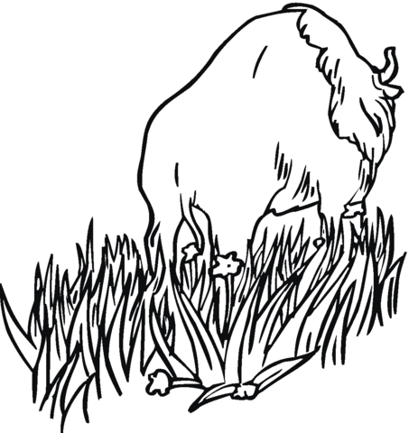 Bison Is Walking In The Prairies Coloring Page